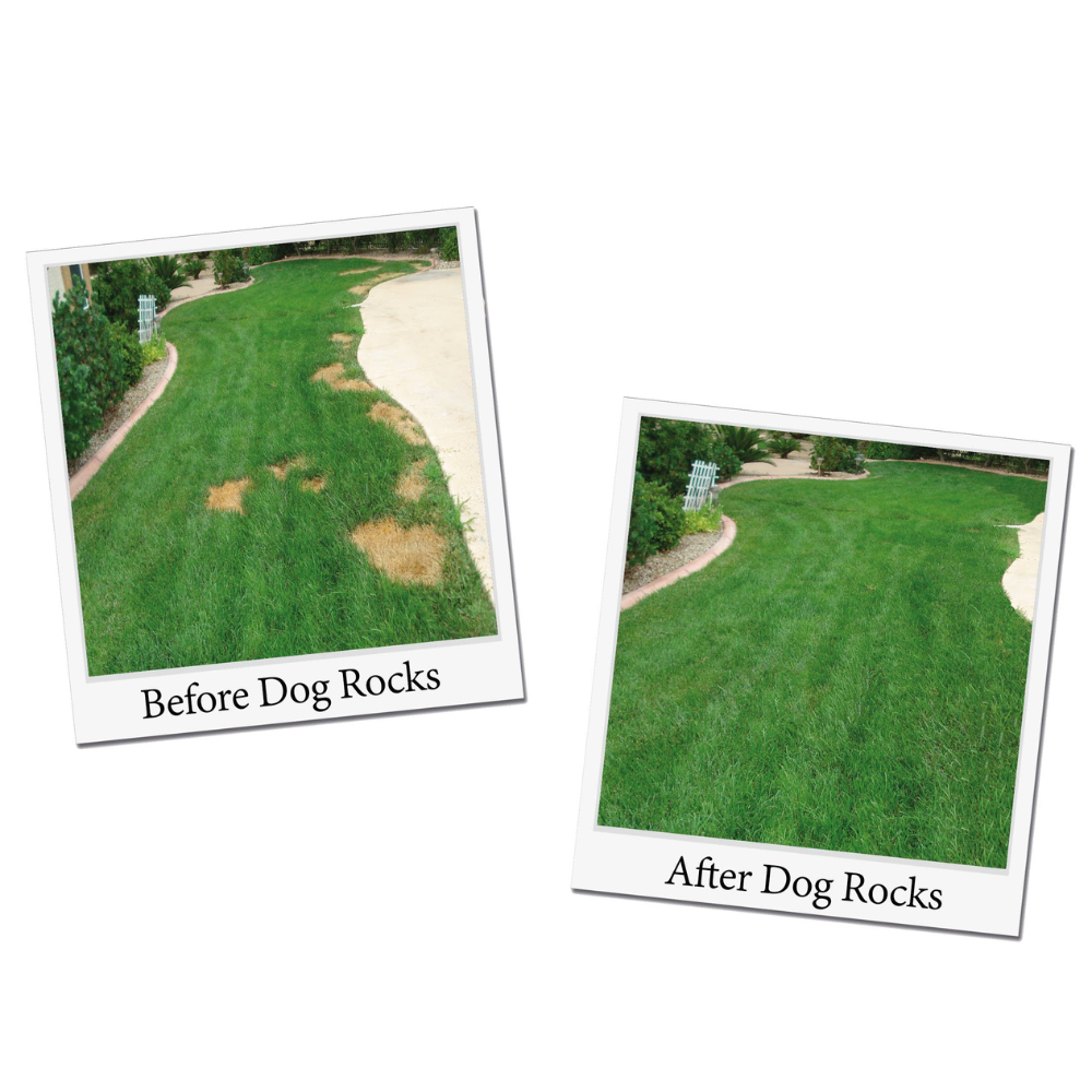 Dog Rocks natural water filter for dogs, reduces contaminants in drinking water | Available at Keans Claremorris