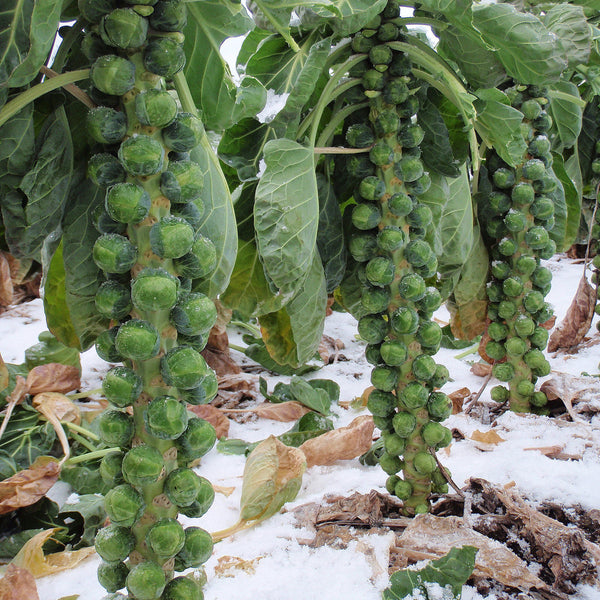 Brussels Sprout Brenden F1 Seeds, disease-resistant, strong crop for Christmas harvest, 50 seeds pack – Keans Claremorris.