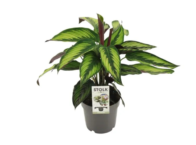 Calathea fasciata P14cm - Image 1