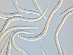 Capsanem Nematodes - 50 Million