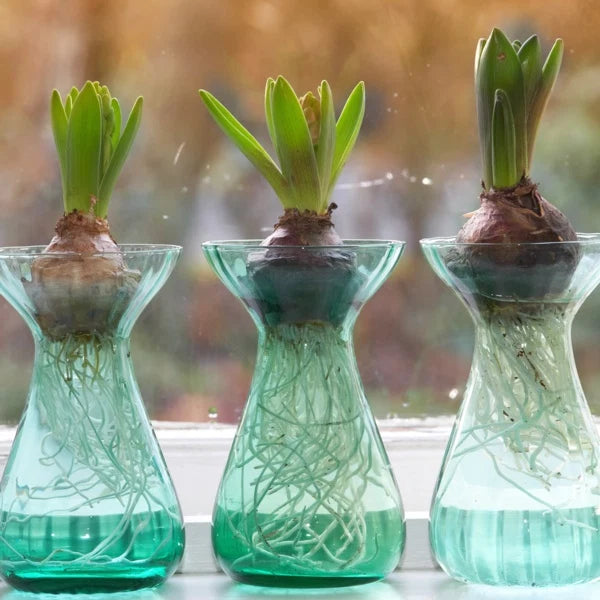 Hyacinthus Carafe Green - Image 2