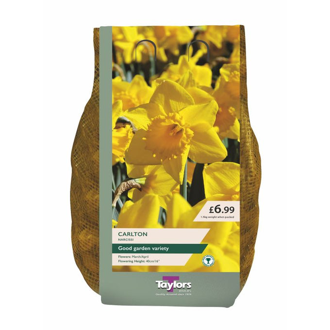 Taylors Narcissi ‘Carlton’ – 1.5kg Carri-Pack - Image 1