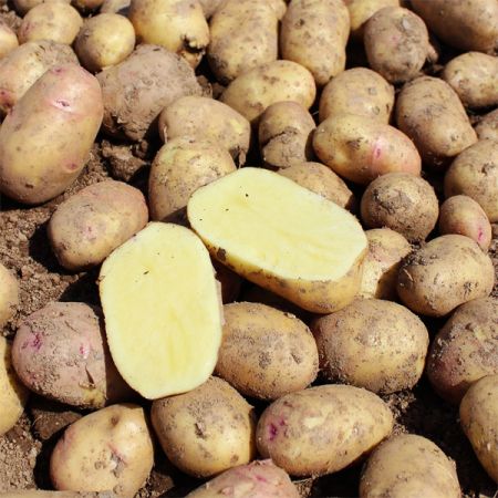 Second Earliers Irish Gold 2kg seed potatoes, high yield, early planting, excellent taste – Keans Claremorris