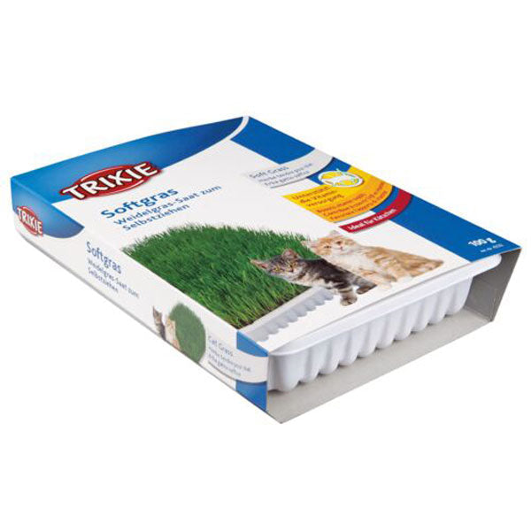 Soft Grass Dish for Kittens 100g - grow-your-own vitamin-rich grass, ideal for kittens, from Keans Claremorris