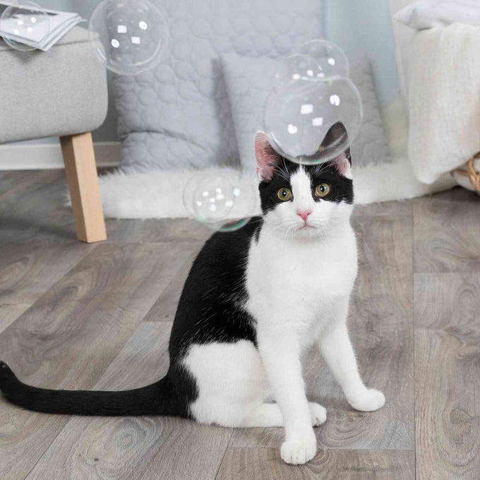 Catnip Bubbles for cats, fun and engaging pet toy by Keans Claremorris