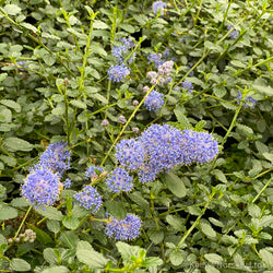 Ceanothus thyrs. repens 2L 30-40cm