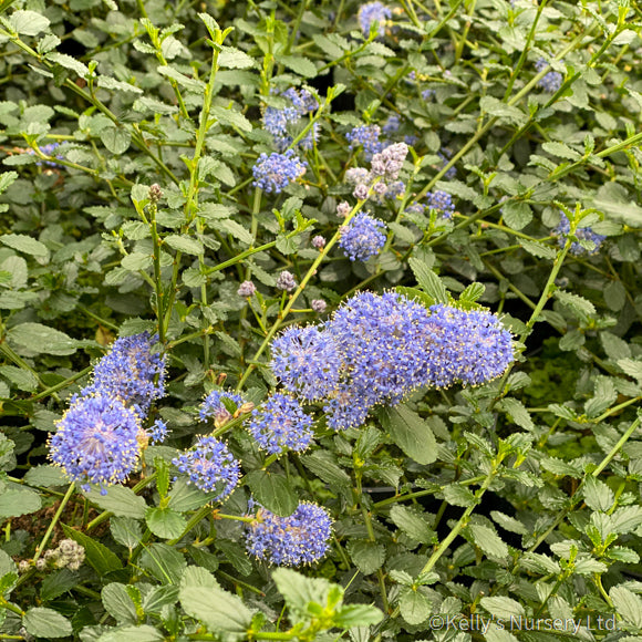 Ceanothus thyrs. repens 2L 30-40cm