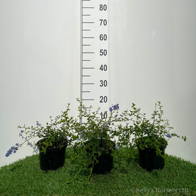 Ceanothus thyrs. repens 2L 30-40cm - Image 3