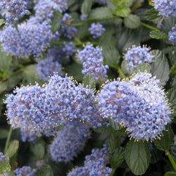 Ceanothus thyrs. repens 2L 30-40cm