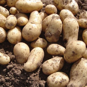 Charlotte Seed Potato