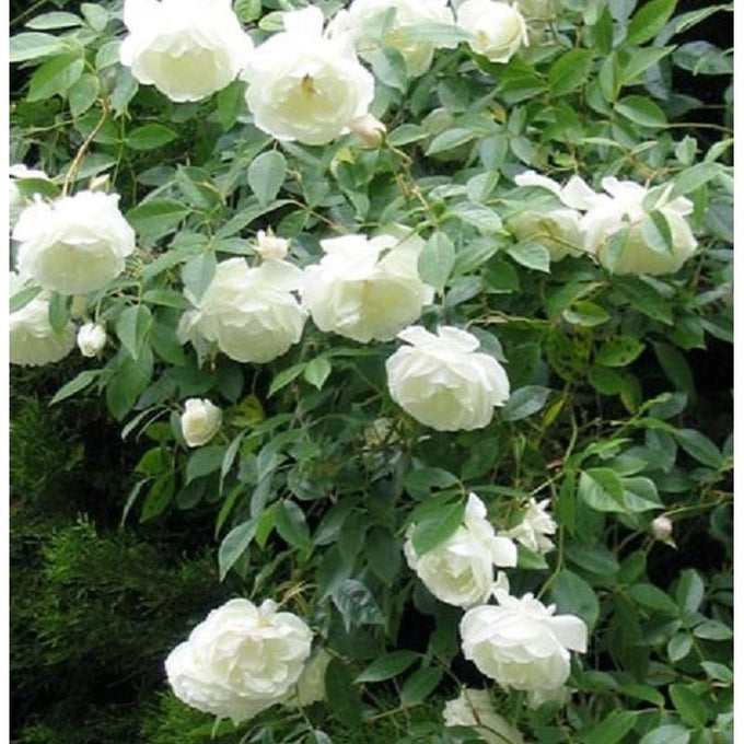 Rosa 'Climbing Iceberg' Climbing Mix 4.5Ltr - Image 1