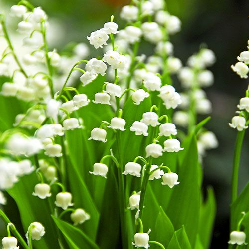Convallaria Majalis Lily of the Valley pack of 3 bulbs with white bell flowers, 15cm tall, fragrant shade-loving perennial –
