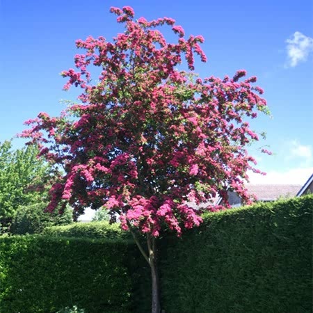 Crataegus laevigata ‘Paul’s Scarlet’ – Red Hawthorn Tree - Image 1