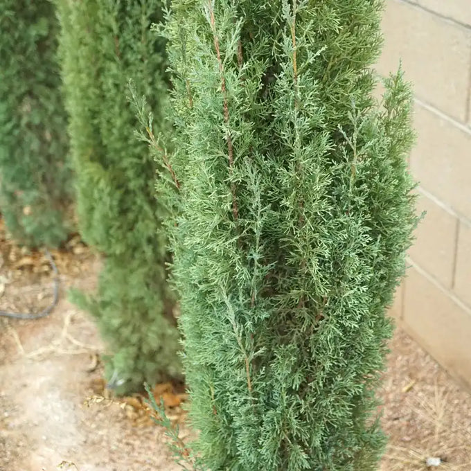 Cupressus Sempervirens (Plantsize 150-175cm) - Image 2