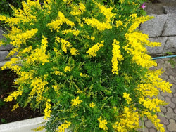 Cytisus Racemosus P14 35cm