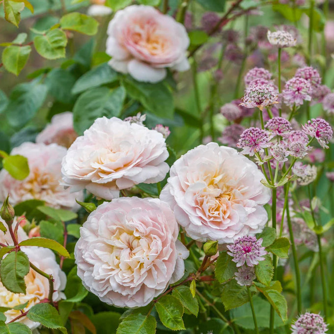 Rosa 'Emily Bronte' 6L David Austin - Image 5