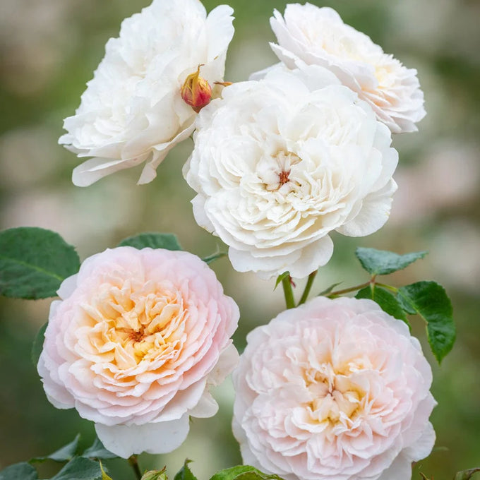 Rosa 'Emily Bronte' 6L David Austin - Image 4
