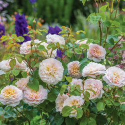Rosa 'Emily Bronte' 6L David Austin