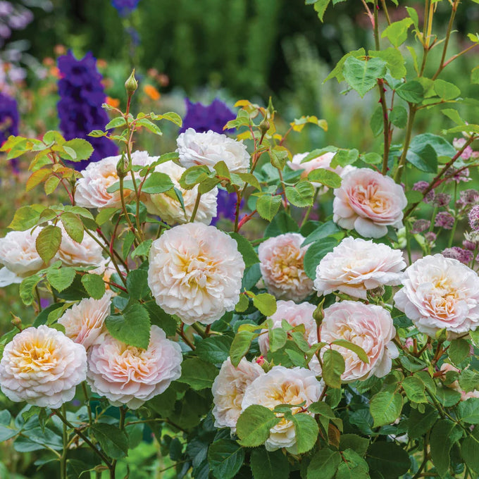Rosa 'Emily Bronte' 6L David Austin - Image 2