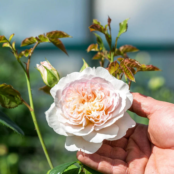 Rosa 'Emily Bronte' 6L David Austin - Image 1