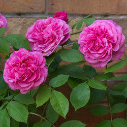 Rosa 'Gertrude Jekyll' (C) 6L David Austin