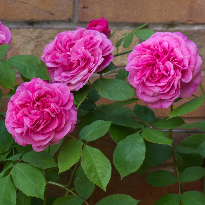 Rosa 'Gertrude Jekyll' (C) 6L David Austin - Image 2