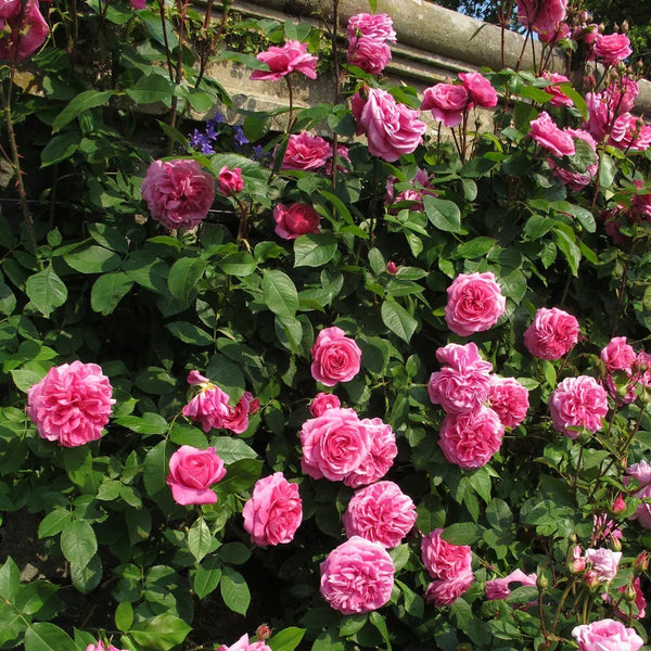 Rosa 'Gertrude Jekyll' (C) 6L David Austin