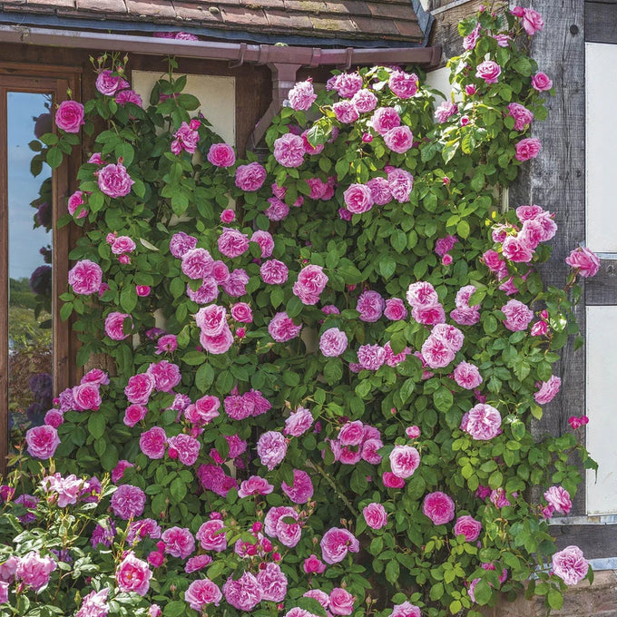 Rosa 'Gertrude Jekyll' (C) 6L David Austin - Image 3