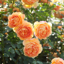 Rosa 'Lady of Shalott' 6L David Austin
