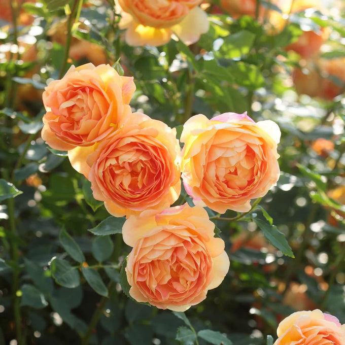 Rosa 'Lady of Shalott' 6L David Austin - Image 1