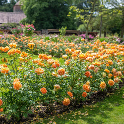 Rosa 'Lady of Shalott' 6L David Austin
