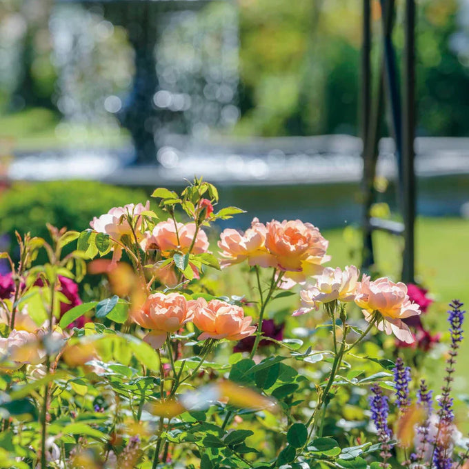 Rosa 'The Lark Ascending' 6L David Austin - Image 5