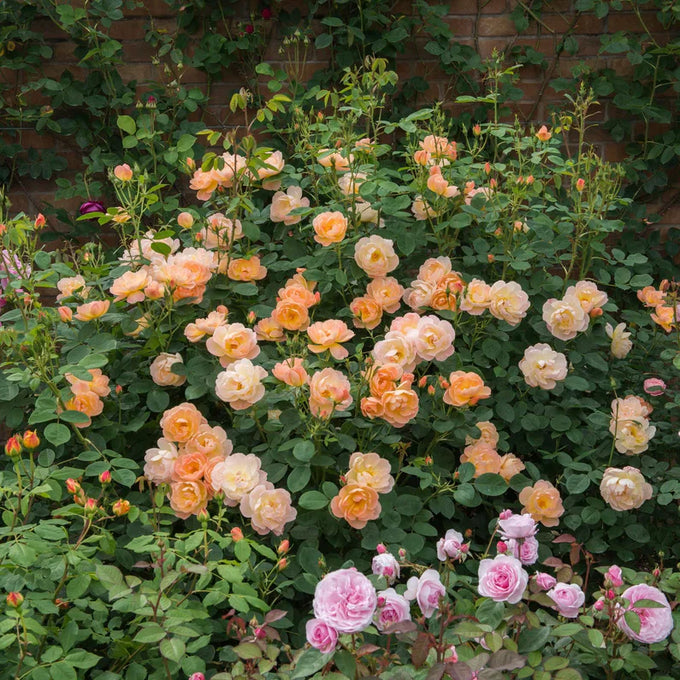 Rosa 'The Lark Ascending' 6L David Austin - Image 3