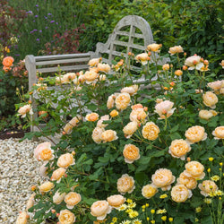 Rosa 'Roald Dahl' 6L David Austin
