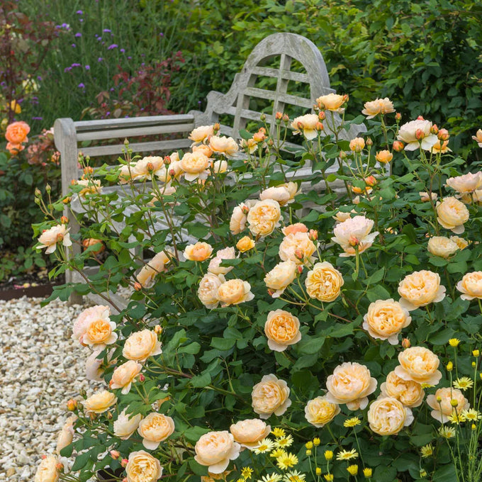 Rosa 'Roald Dahl' 6L David Austin - Image 3