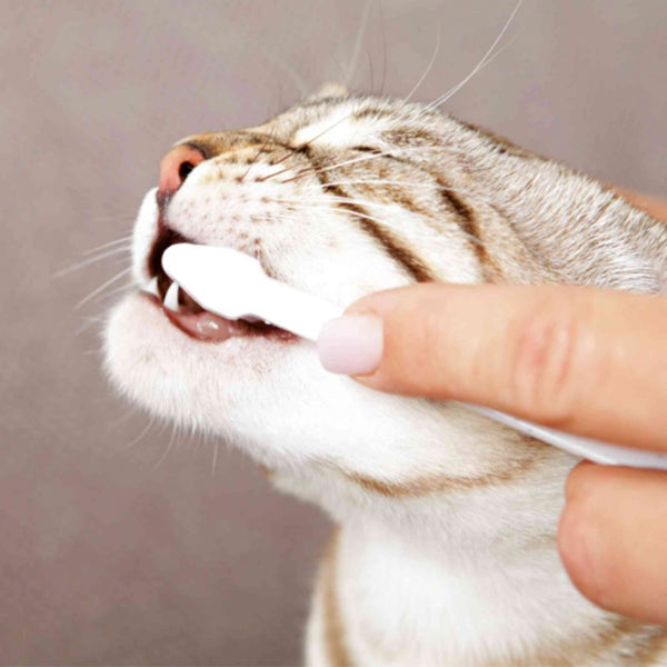 Dental Hygiene Set for Cats with toothbrush and toothpaste, promotes oral health | Keans Claremorris