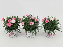 Dianthus I Love U P14 25cm