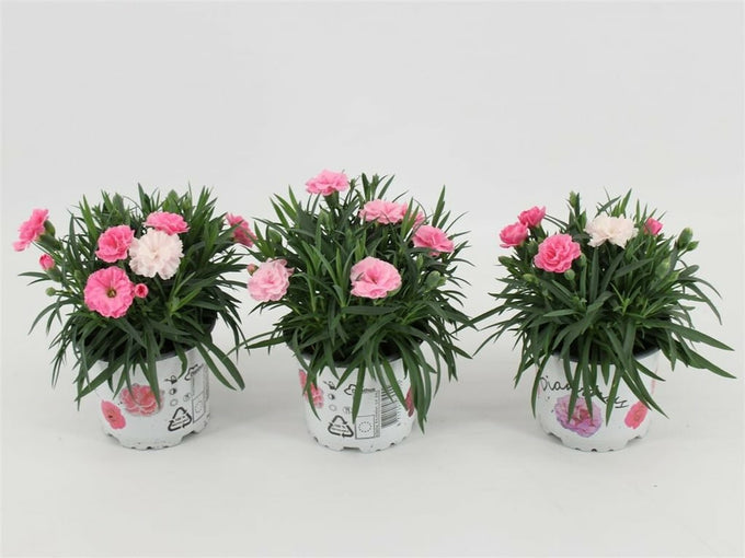 Dianthus I Love U P14 25cm - Image 2