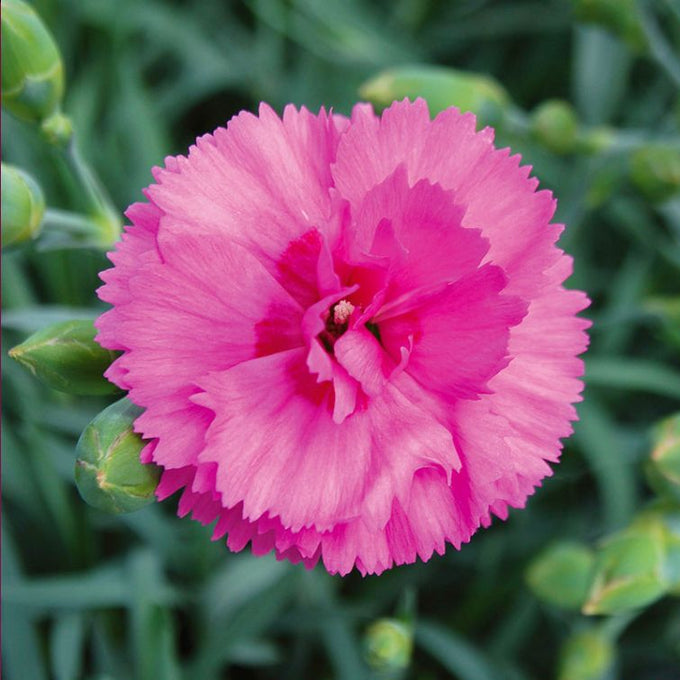 Dianthus 'Tickled Pink', 2L - Image 2