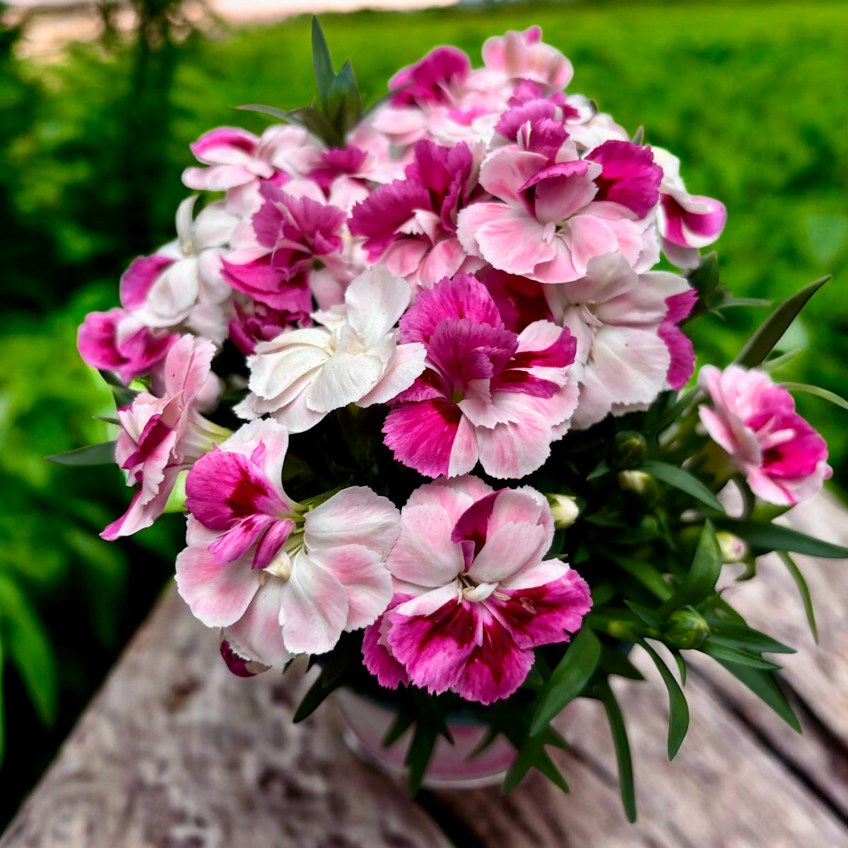 Cluster of pink and white Dianthus ‘Pink & Proud’ flowers with green leaves in a pot on a wooden surface