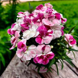 Dianthus ‘Pink & Proud’ – Fragrant Pink Garden Perennial P10.5 3f€10