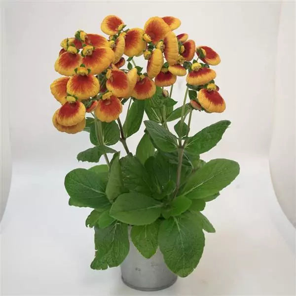 Calceolaria Calynopsis® Yellow Red, 2L - Image 2