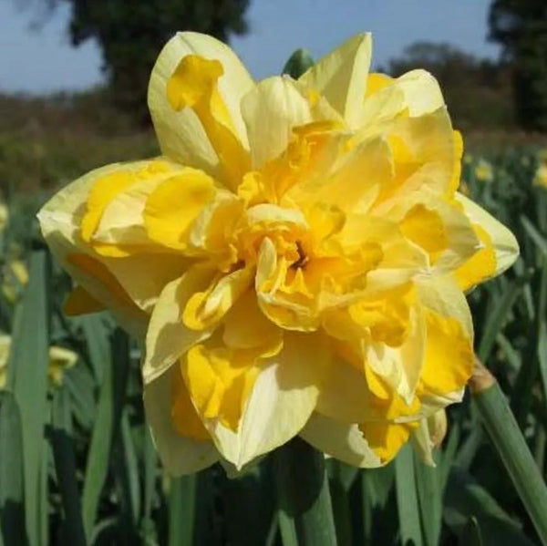 Narcissus Great Leap 12-14 20Kg