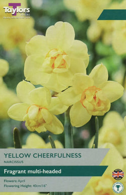 Narcissus ‘Yellow Cheerfulness’ – Bulk 20kg