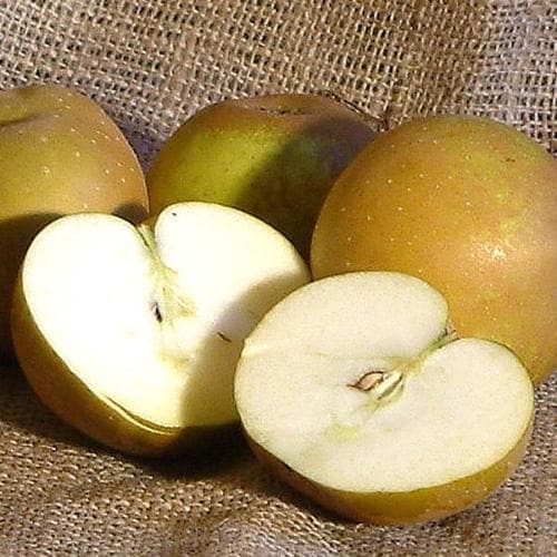 Malus domestica ‘Egremont Russet’ – Apple Tree - Image 3