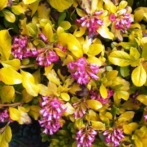 Escallonia Laevis Gold Brian shrub with golden leaves, perfect for gardens – available at Keans Claremorris.