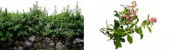 Escallonia rubra macrantha 2L 30-40cm