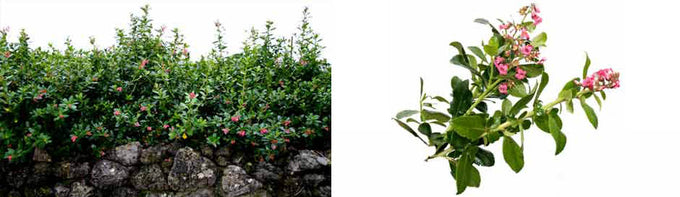 Escallonia rubra macrantha 2L 30-40cm - Image 3