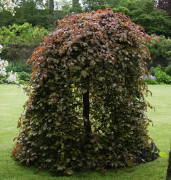 Fagus sylvatica ‘Purpurea Pendula’ (Weeping Purple Beech) – 10L (125–150cm)