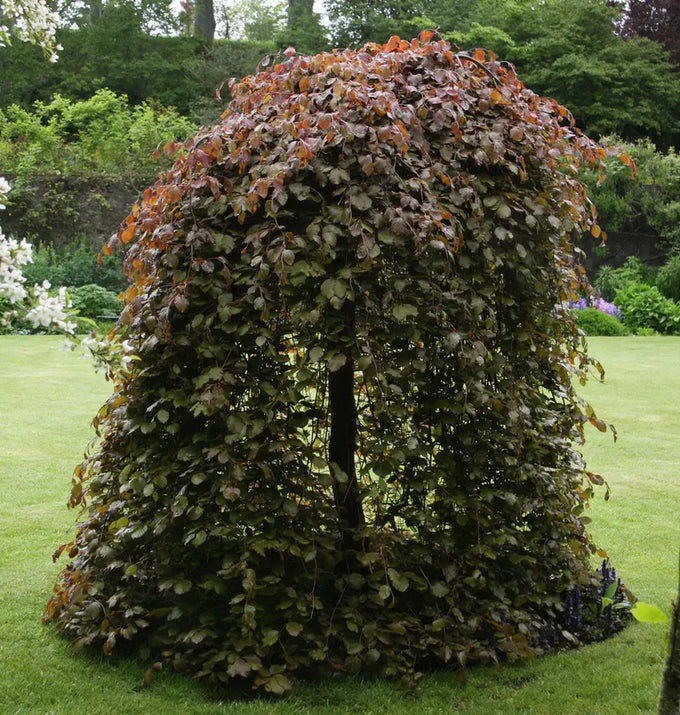 Fagus sylvatica ‘Purpurea Pendula’ (Weeping Purple Beech) – 10L (125–150cm) - Image 2